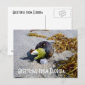 Groeten uit Florida Briefkaart (Voorkant / Achterkant)