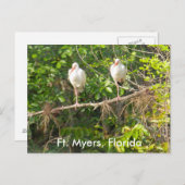 Groeten uit Florida! Briefkaart (Voorkant / Achterkant)