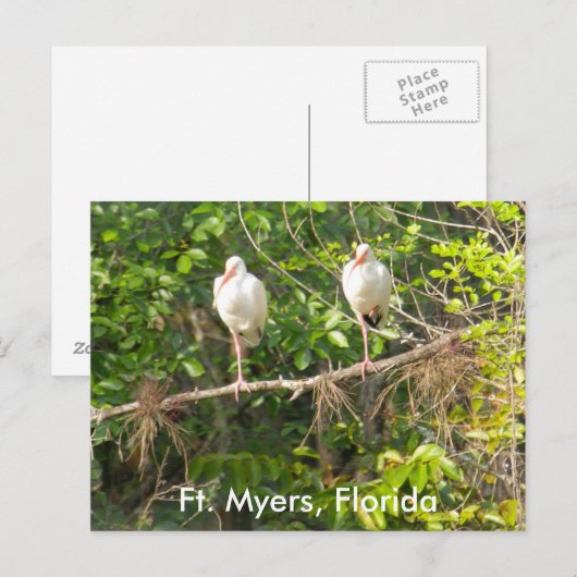 Groeten uit Florida! Briefkaart (Voorkant / Achterkant)