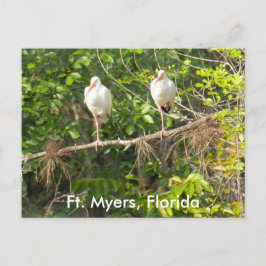 Groeten uit Florida! Briefkaart