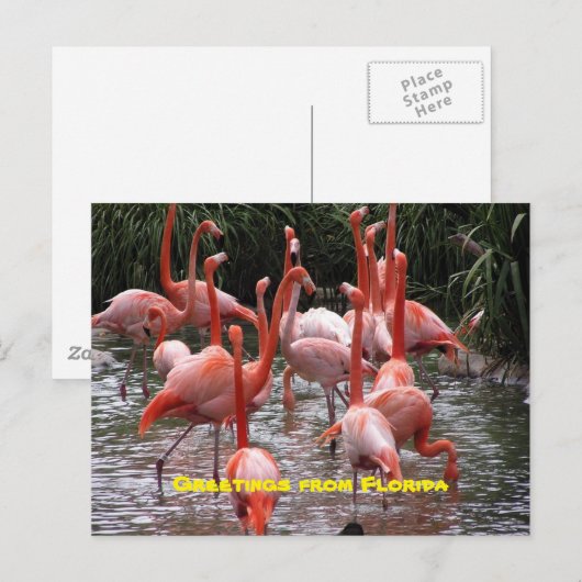Groeten uit Florida, flamingo's briefkaart (Voorkant / Achterkant)