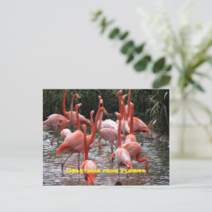 Groeten uit Florida, flamingo's briefkaart