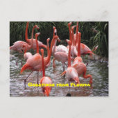 Groeten uit Florida, flamingo's briefkaart (Voorkant)