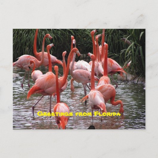 Groeten uit Florida, flamingo's briefkaart (Voorkant)