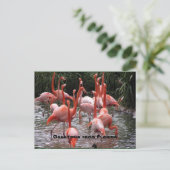 "Groeten uit Florida", flamingos briefkaart (Staand voorkant)