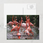 "Groeten uit Florida", flamingos briefkaart (Voorkant / Achterkant)