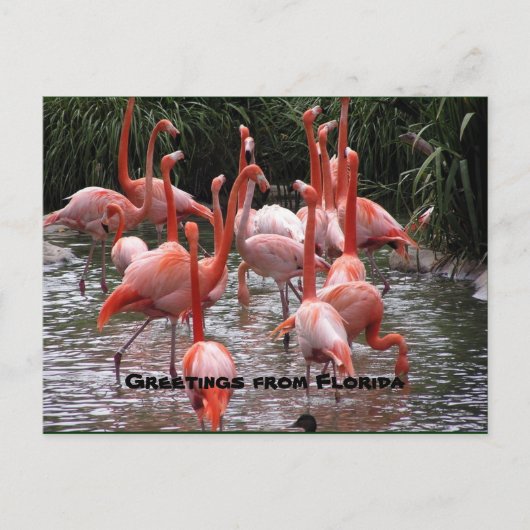 "Groeten uit Florida", flamingos briefkaart (Voorkant)
