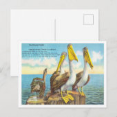 Groeten uit Florida, The Pelican Family Travel Briefkaart (Voorkant / Achterkant)