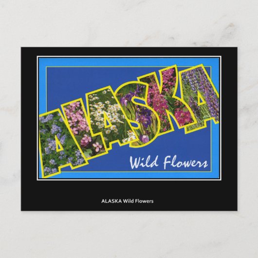 Groeten uit het Alaska  Briefkaart (Voorkant)