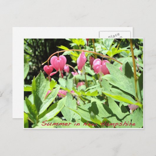 Groeten uit het meer van Sunapee Briefkaart (Voorkant / Achterkant)