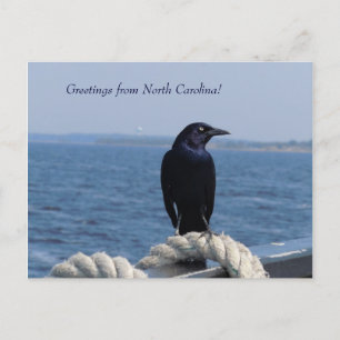 Groeten uit North Carolina (Black Bird) Briefkaart