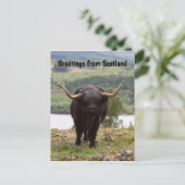 Groeten uit Schotland: Zwarte hoervee Briefkaart (Staand voorkant)