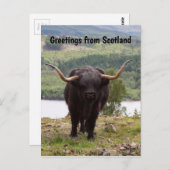 Groeten uit Schotland: Zwarte hoervee Briefkaart (Voorkant / Achterkant)