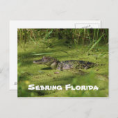 Groeten uit Sebreng Florida Briefkaart (Voorkant / Achterkant)