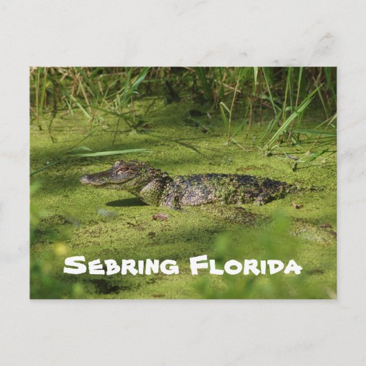 Groeten uit Sebreng Florida Briefkaart (Voorkant)