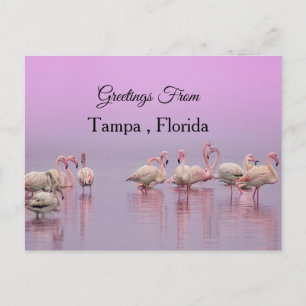 Groeten uit Tampa, Florida, Flamingo Briefkaart