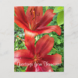 GROETEN UIT TENNESSEE bloementuin foto | Briefkaart