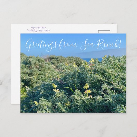 Groeten uit Zee Ranch. Briefkaart (Voorkant / Achterkant)