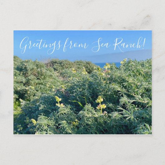 Groeten uit Zee Ranch. Briefkaart (Voorkant)