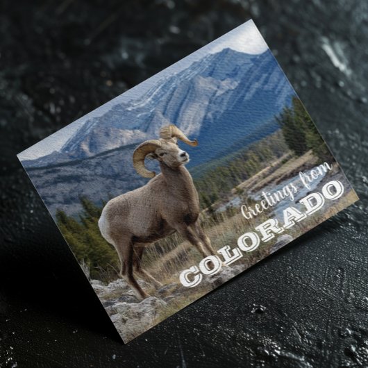 Groeten van Colorado Bighorn schapen Briefkaart