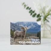 Groeten van Colorado Bighorn schapen Briefkaart (Staand voorkant)