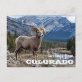 Groeten van Colorado Bighorn schapen Briefkaart (Voorkant)