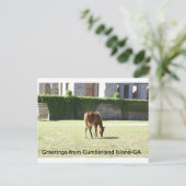 Groeten van Cumberland Island GA Briefkaart (Staand voorkant)