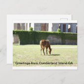 Groeten van Cumberland Island GA Briefkaart (Voorkant / Achterkant)