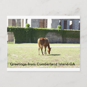 Groeten van Cumberland Island GA Briefkaart