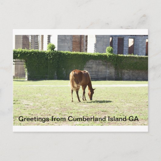 Groeten van Cumberland Island GA Briefkaart (Voorkant)