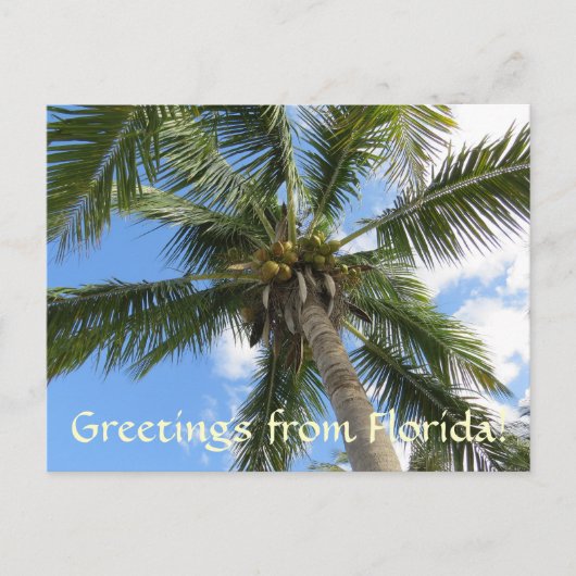 Groeten van FLorida/kokospalm Briefkaart (Voorkant)