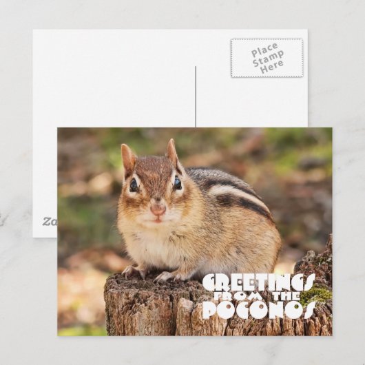 Groeten van Poconos! Schattige Vette Aardeekhoorn Briefkaart (Voorkant / Achterkant)