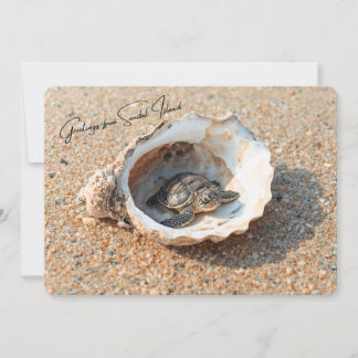 Groeten van Sanibel Island Sea Turtle in Shell Kaart