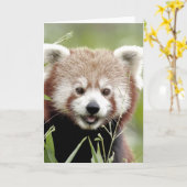 Groetenkaart Foto rode panda, dieren 0290. Kaart (Gele Bloem)