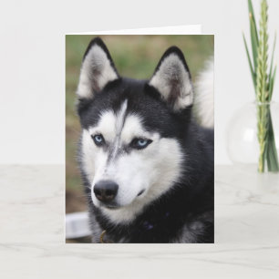groetenkaart husky kaart