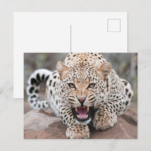 Grom luipaard Fierce gezicht Briefkaart (Voorkant / Achterkant)