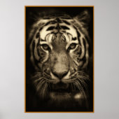 Grommend Tijgergezicht in Sepia Tinten Poster (Voorkant)