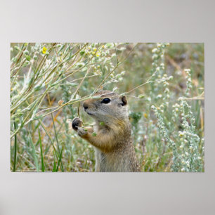 Grond Eekhoorn, Rocky Mountain National Park Poster