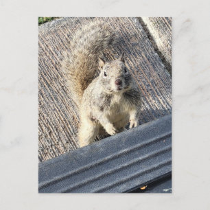 Grond eekhoorn staand op een verharde ondergrond briefkaart