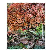 Gronde Kromme Japanse Esdoorn Boom Foto