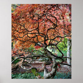 Gronde Kromme Japanse Esdoorn Boom Foto Poster
