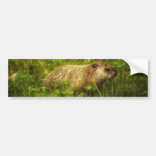 Grondhoed in een veld bumper sticker
