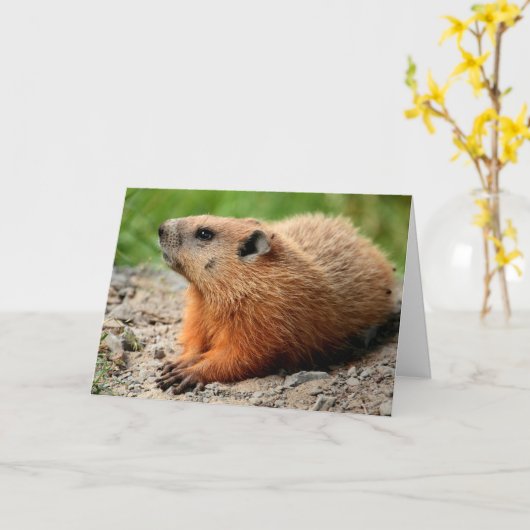 Grondhoefprofiel Kaart (Gele Bloem)