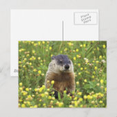 Grondhog Briefkaart (Voorkant / Achterkant)