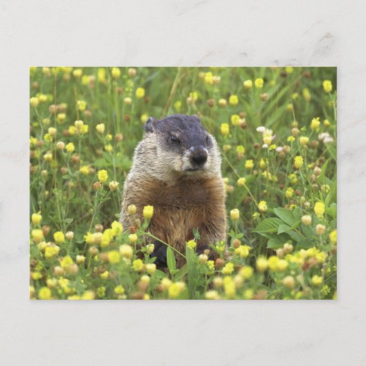 Grondhog Briefkaart (Voorkant)