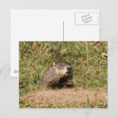 Grondhog Briefkaart (Voorkant / Achterkant)