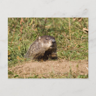 Grondhog Briefkaart