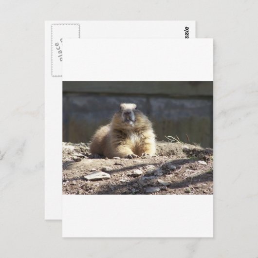 Grondhog Briefkaart (Voorkant / Achterkant)