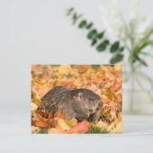 Grondhog Briefkaart (Staand voorkant)