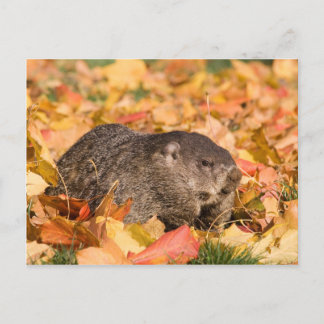 Grondhog Briefkaart